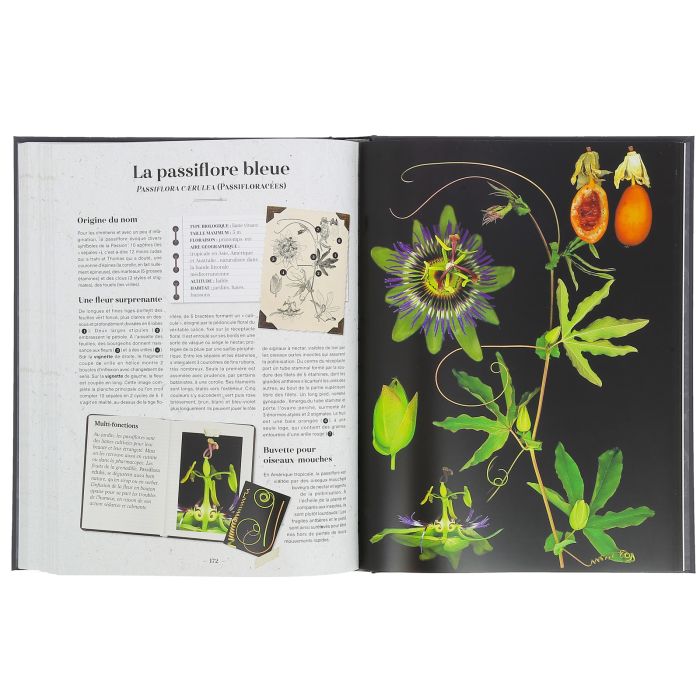 HERBIER DES PLANTES SAUVAGES COFFRET