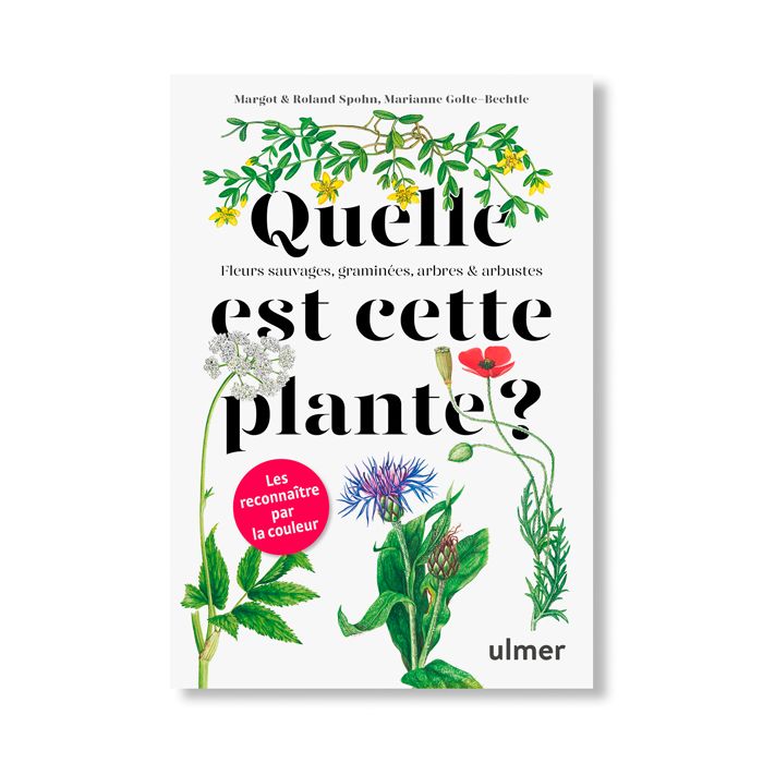 QUELLE EST CETTE PLANTE