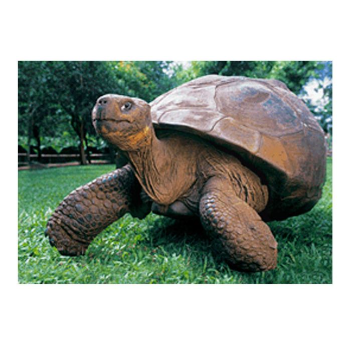 CARTE TORTUE HARRIET 14,8X10,5