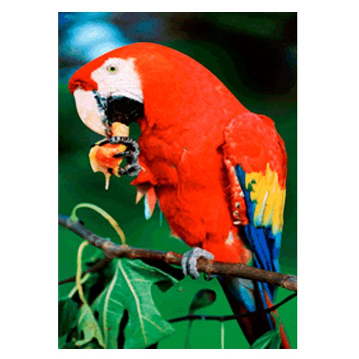 CARTE ARA ROUGE 14,8X10,5