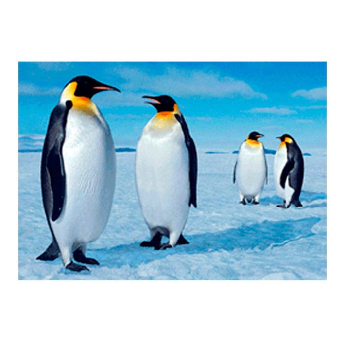 CARTE PINGOUIN EMPEREUR 14,8X10,5