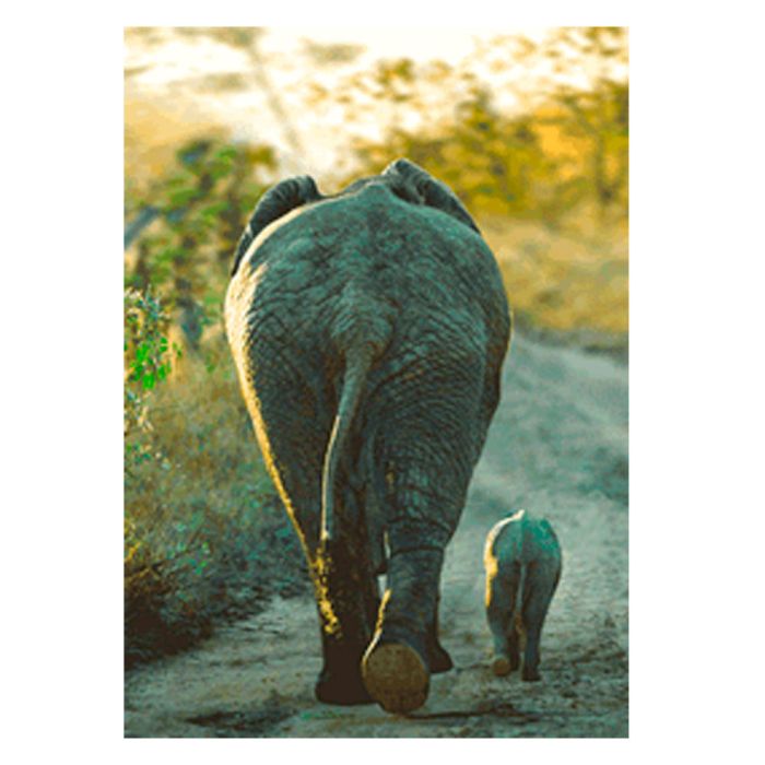 CARTE ELEPHANT AFRICAIN 14,8X10,5
