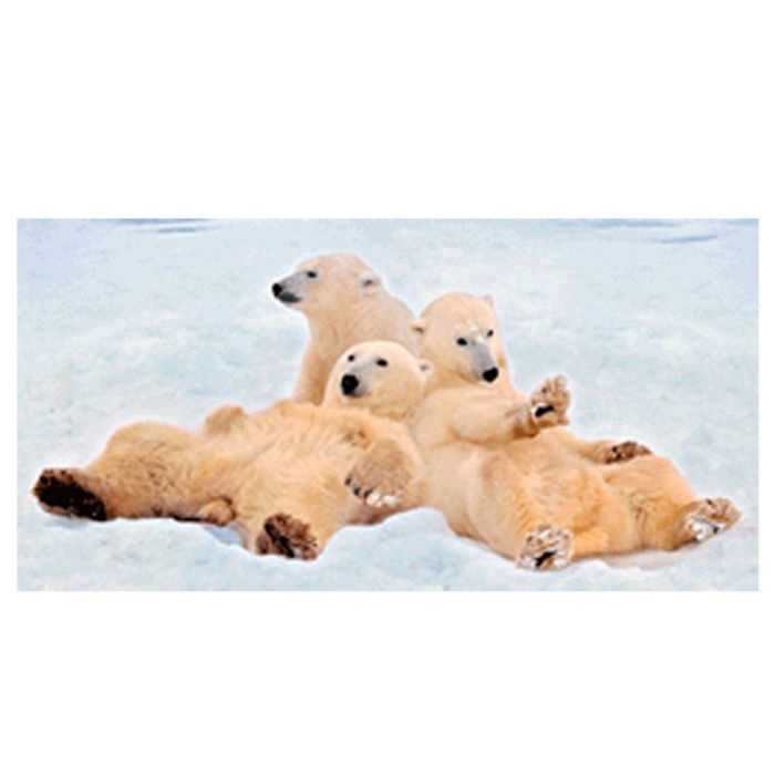 CARTE LONGUE OURS POLAIRE REPOS 21X