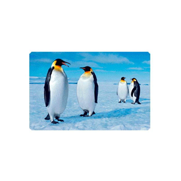 MAGNET PINGOUIN 8,5X5,5