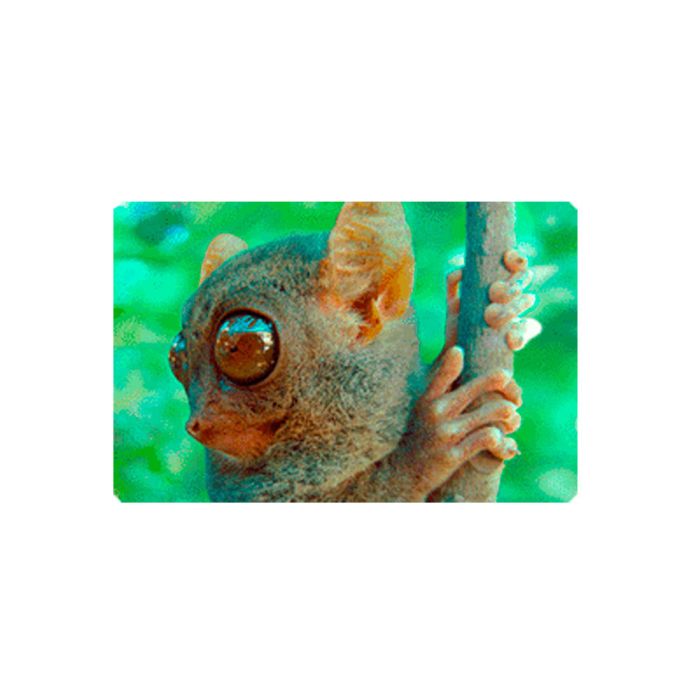 MAGNET GALAGO 8,5X5,5