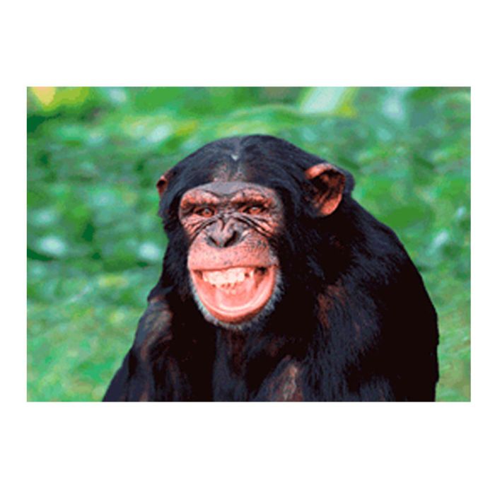 CARTE CHIMPANZE RIANT 14,8X10,5
