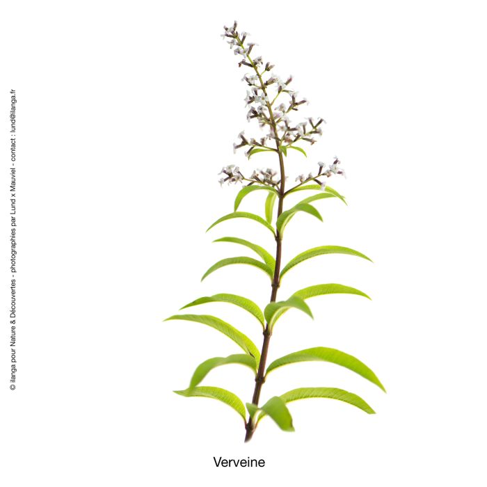 HUILE ESSENTIELLE BIO VERVEINE EXOTI CLP