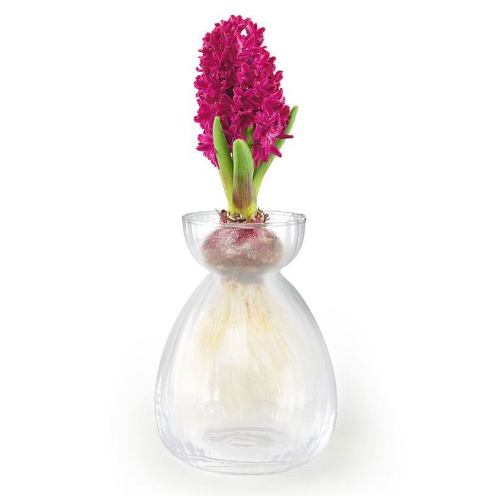 JACINTHE VASE VERRE