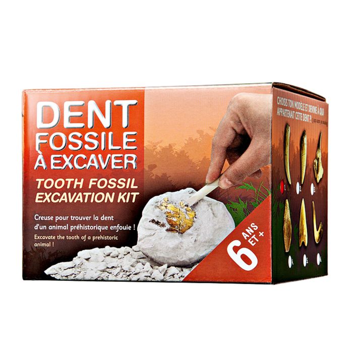 DENTS FOSSILES