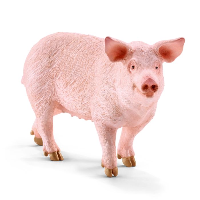 COCHON