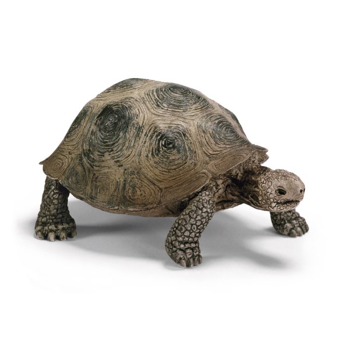 TORTUE GEANTE