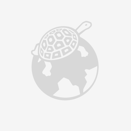 PLUVIOMETRE WMR 100/200/80