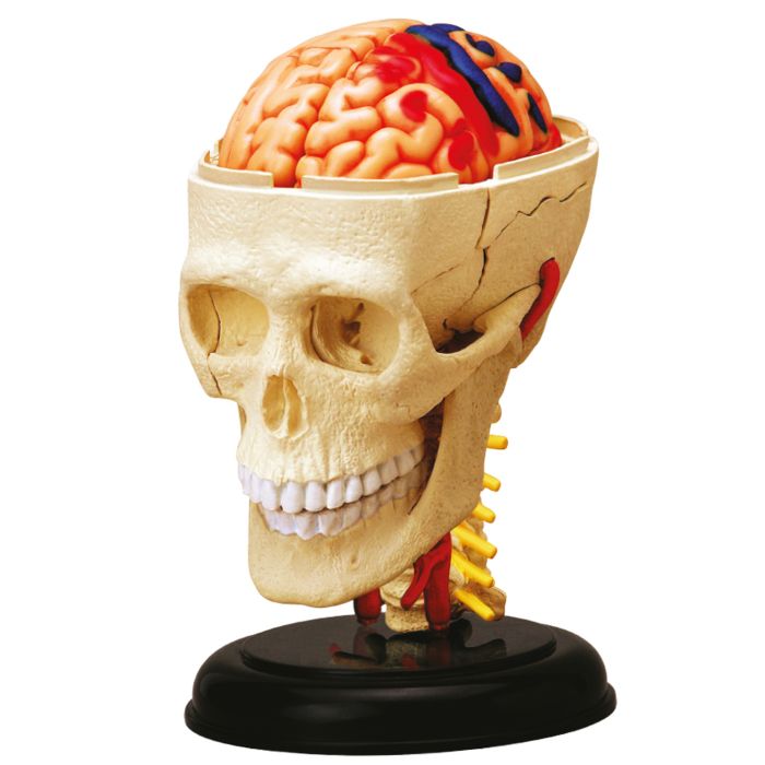 EXPLORA ANATOMIE CRANE ET CERVEAU