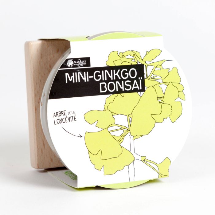 MINI-GINKGO BONSA? ? FAIRE POUSSER