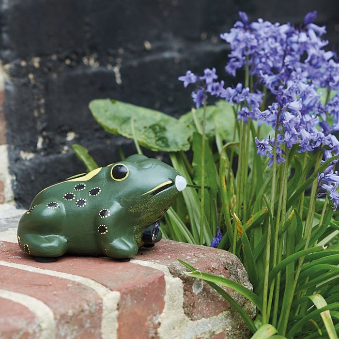 GRENOUILLE SOLAIRE DE BIENVENUE