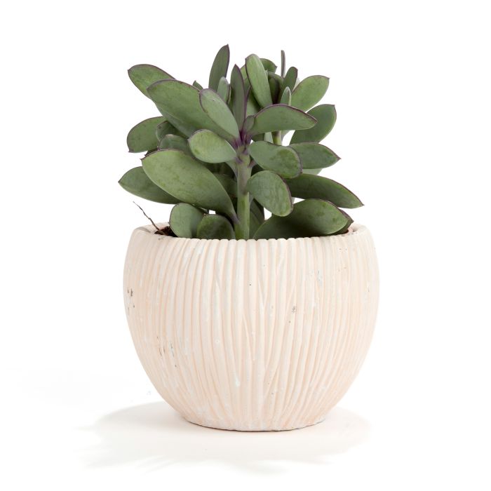 PLANTE GRASSE ASSORT.
