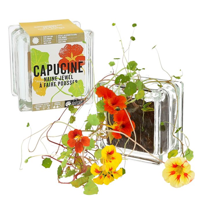 CAPUCINE NAINE JEWEL ? FAIRE POUSSER