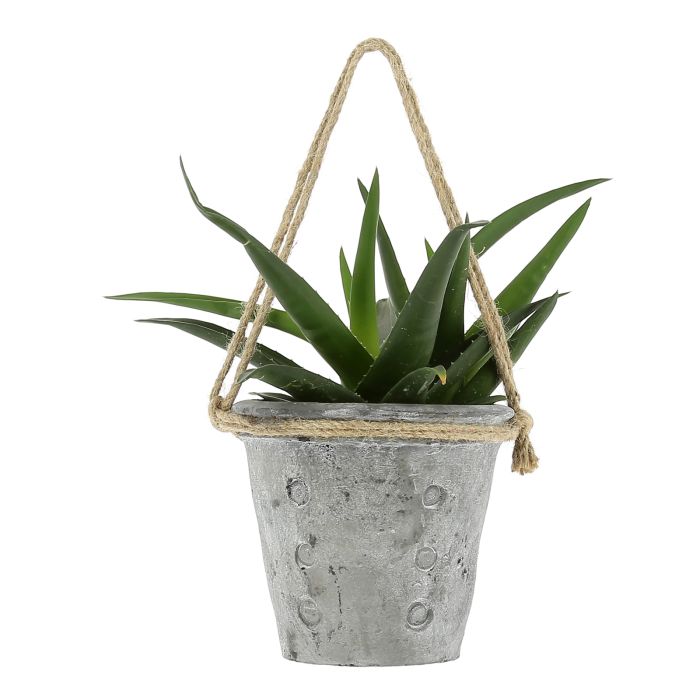 PLANTES SUCCULANTES POT BETON ET JU