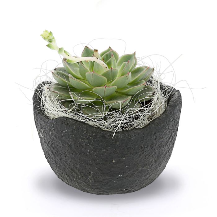 BOULE ECHEVERIA