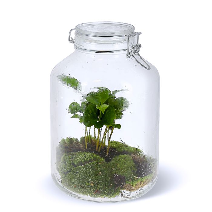 TERRARIUM CAFEIER