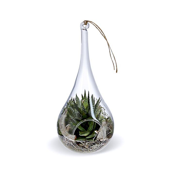 TERRARIUM GOUTTE PM