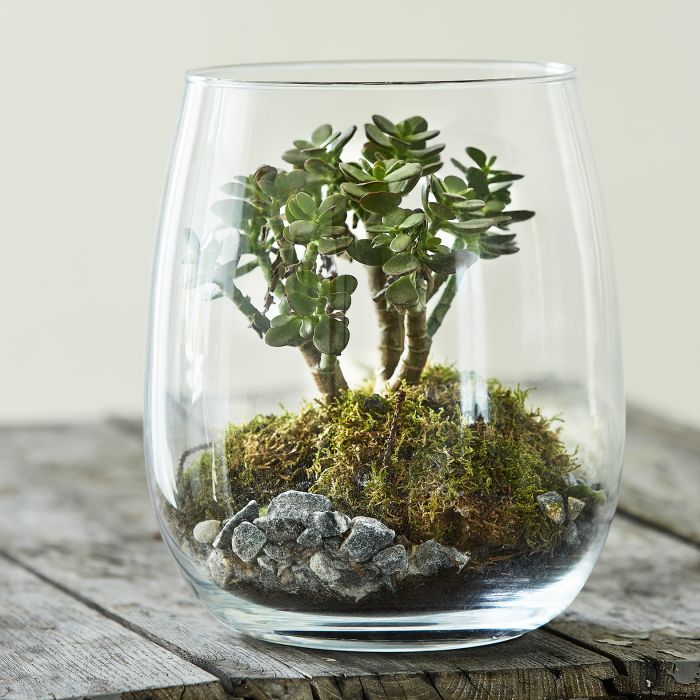 TERRARIUM BONSAI CRASSULA