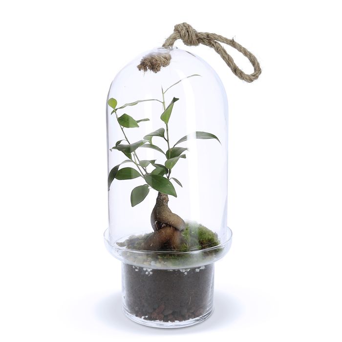 JARDIN D'INTERIEUR CLOCHE FICUS GINSENG