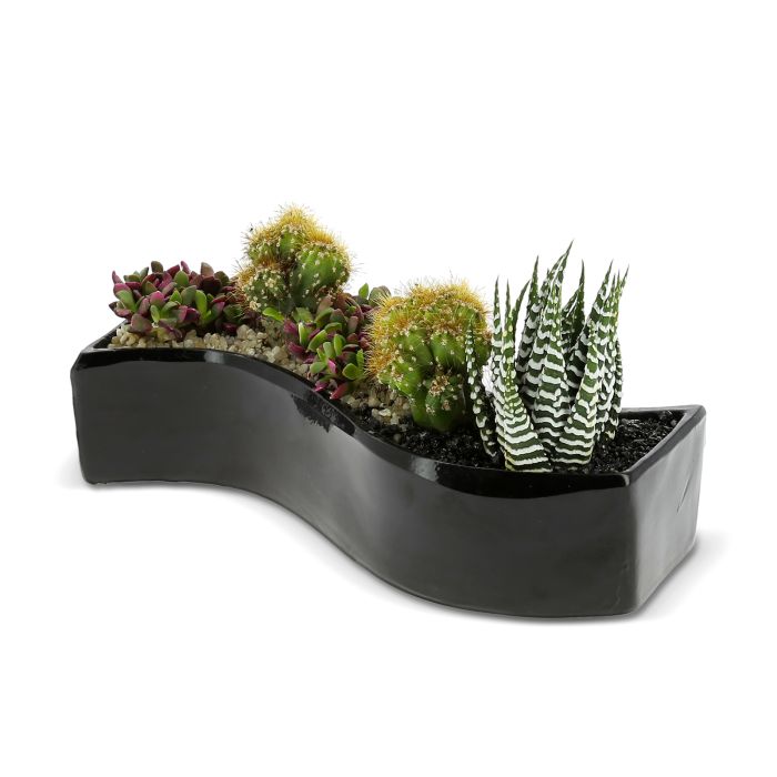 JARDIN ZEN DE CACTUS