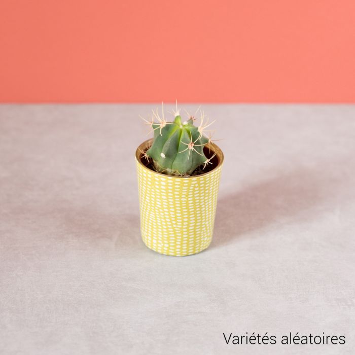 MINI CACTUS AVEC VERRINE