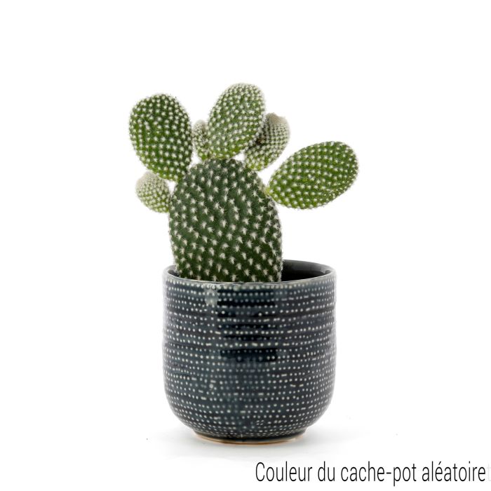 CACTUS OPUNTIA MICRODASYS POT CERAMIQUE