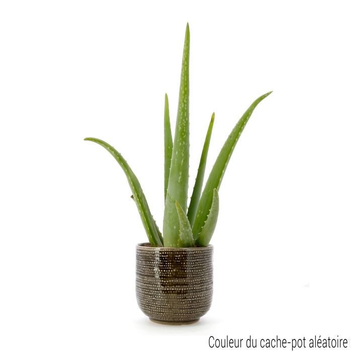 ALOE VERRA POT CERAMIQUE
