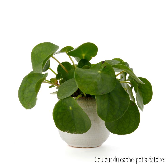 PILEA POT CERAMIQUE