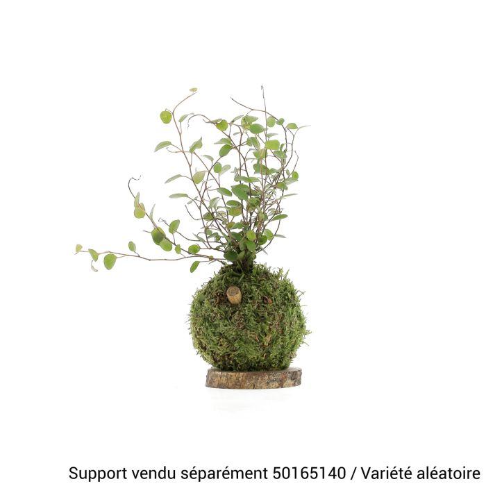 KOKEDAMA KOGATA PM