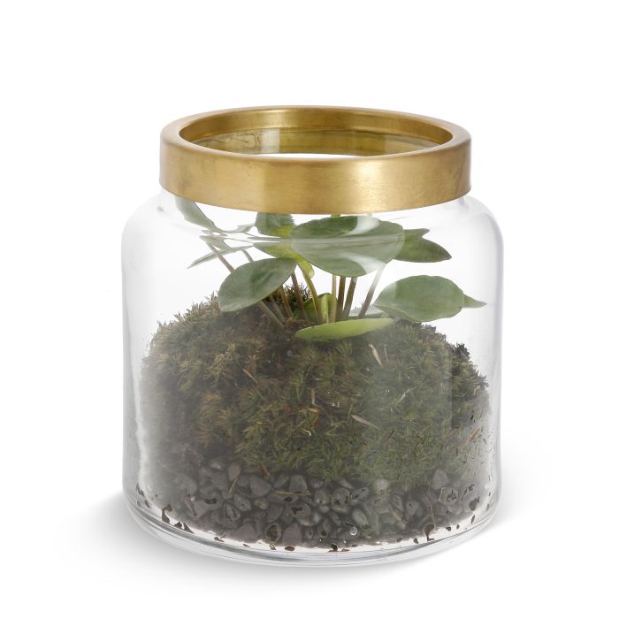PILEA EN VERRERIE