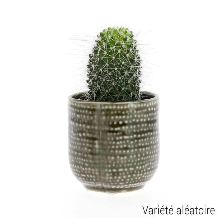 MINI CACTUS SUCCULENTE POT CERAM ASSORTI