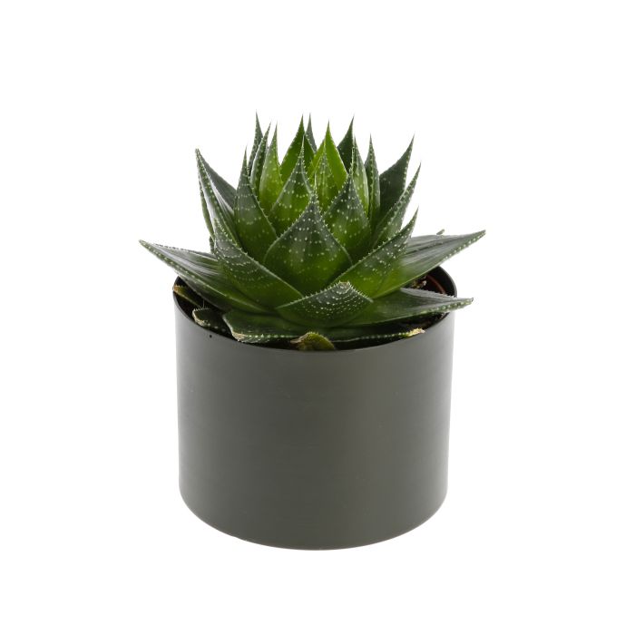 ALOE COSMO EN POT D13cm