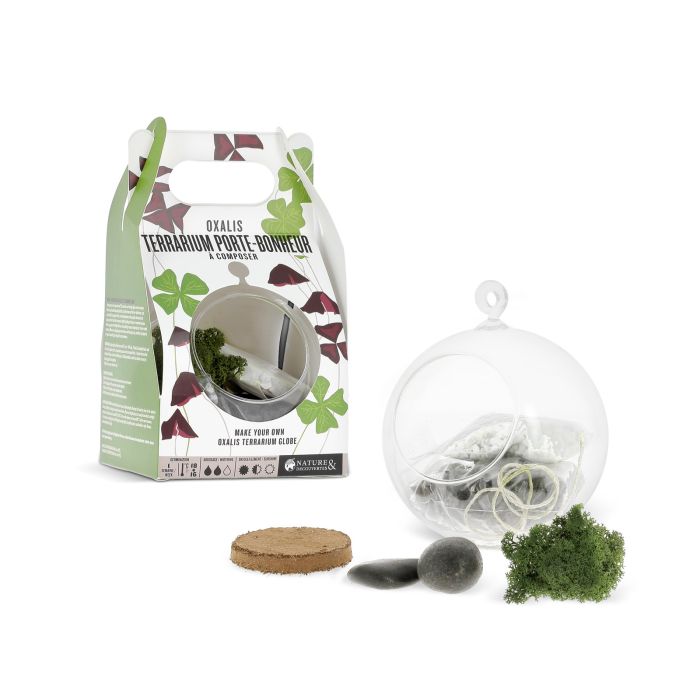 OXALIS TERRARIUM PORTE-BONHEUR A COMPOSE