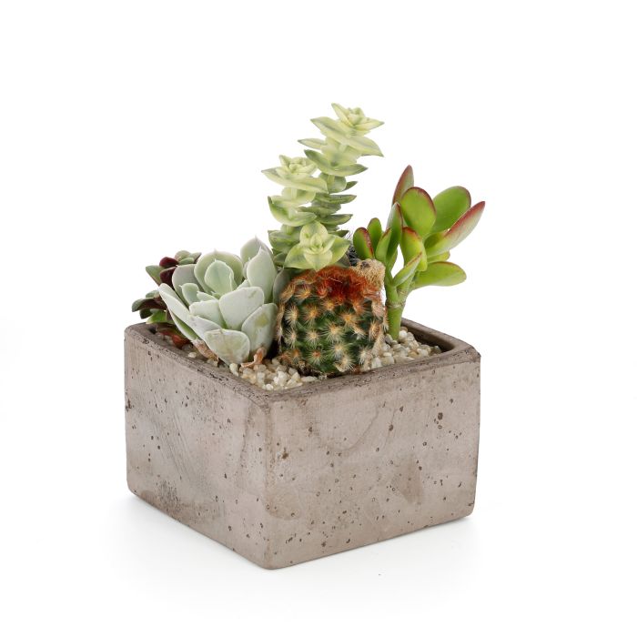 COMPO CACTUS SUCCULENTES POT BETON