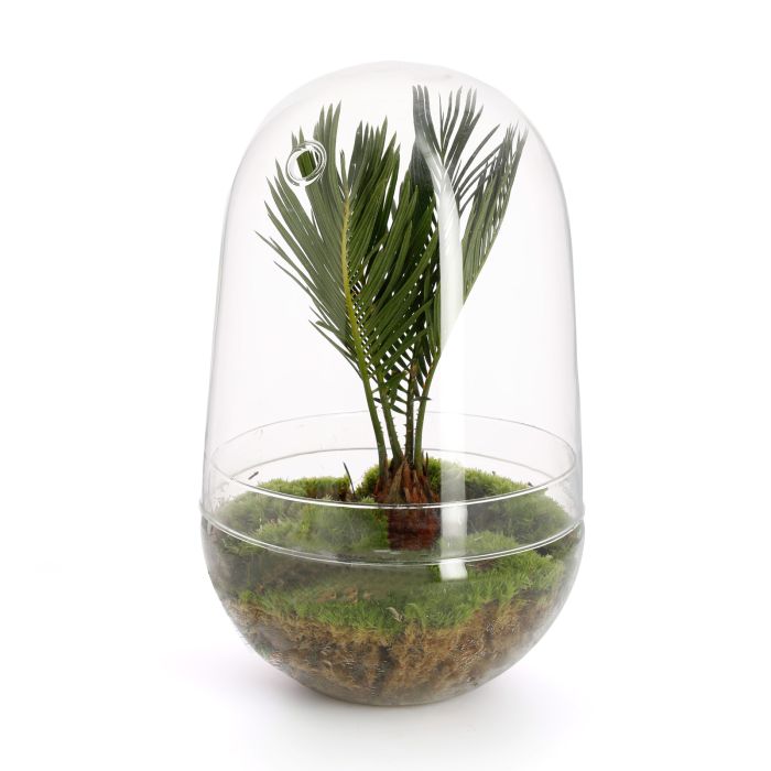 TERRARIUM PALMIER CYCAS