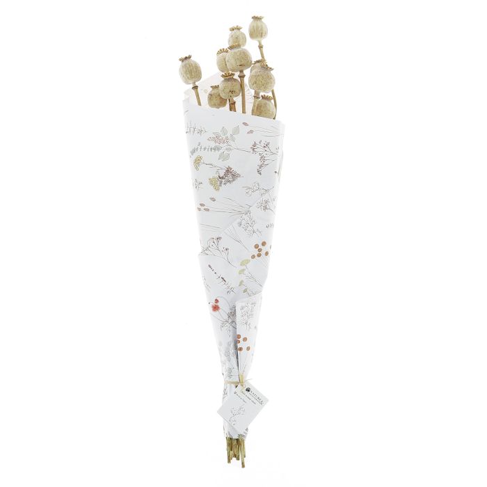 PAVOT NATUREL 20 TIGES