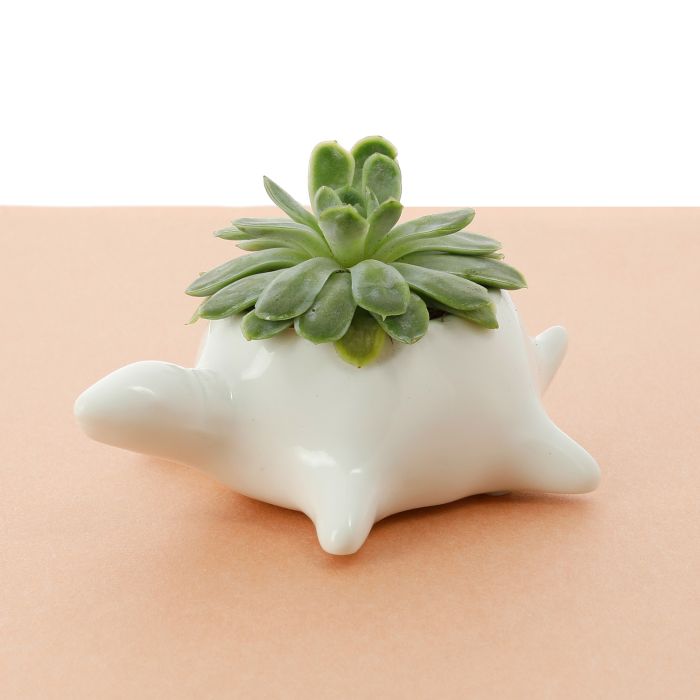 SUCCULENTE DANS MINI TORTUE