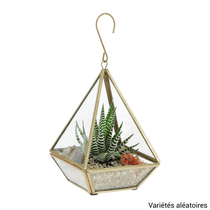 TERRARIUM PYRAMIDE PM