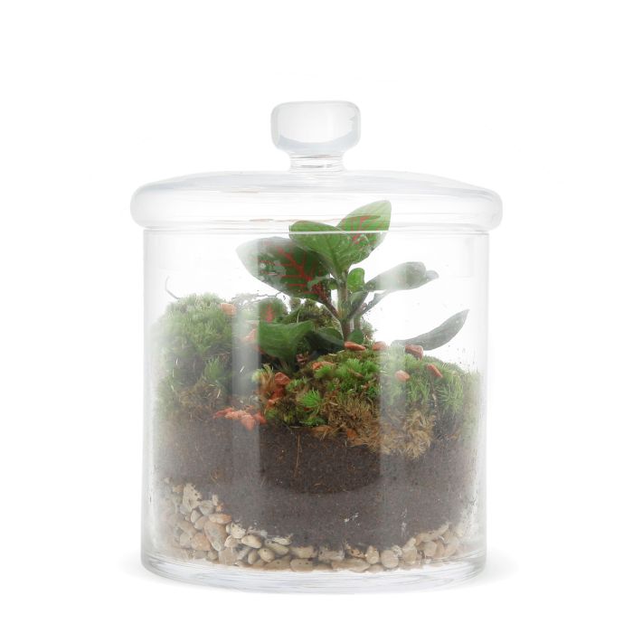 COMPOSITION BONBONNIERE FITTONIA ROUGE