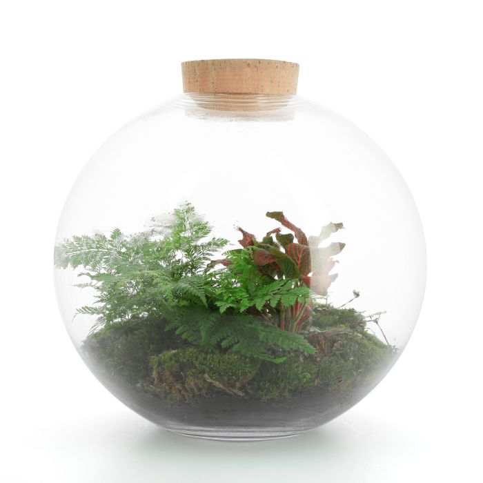 TERRARIUM XXL BOULE FITTONIA ROUGE