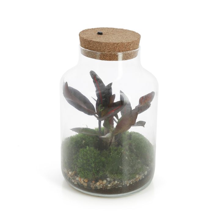TERRARIUM LIEGE LUMINEUX CODIAEUM