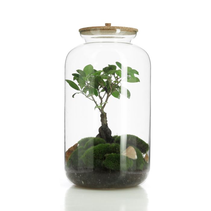 TERRARIUM XXL HAUT FICUS MICROCARPA