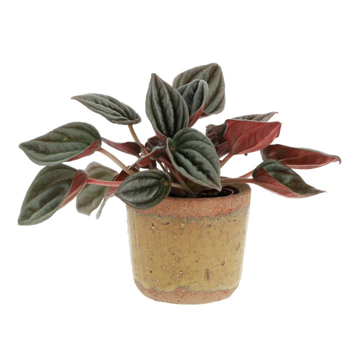 PEPEROMIA POURPRE