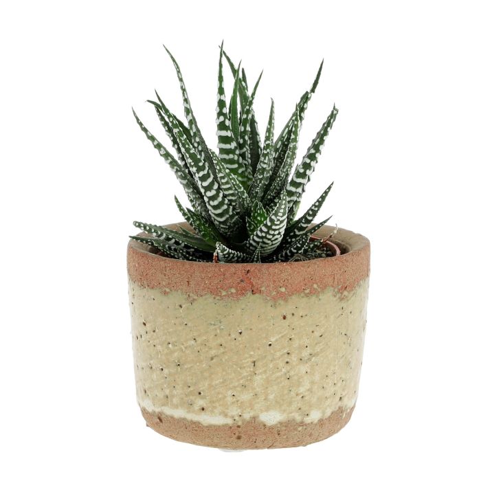 HAWORTHIA PLANTE EN POT