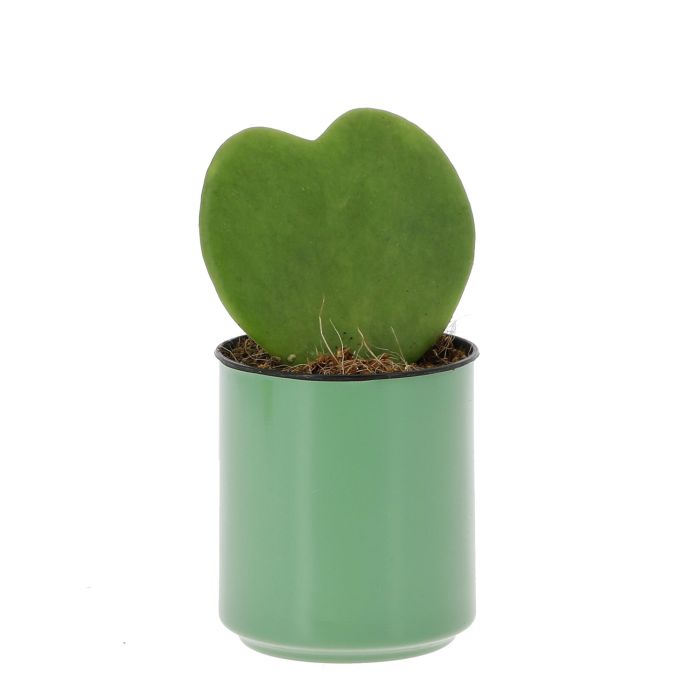 COEUR HOYA DANS CANETTE RECYCLEE VERTE