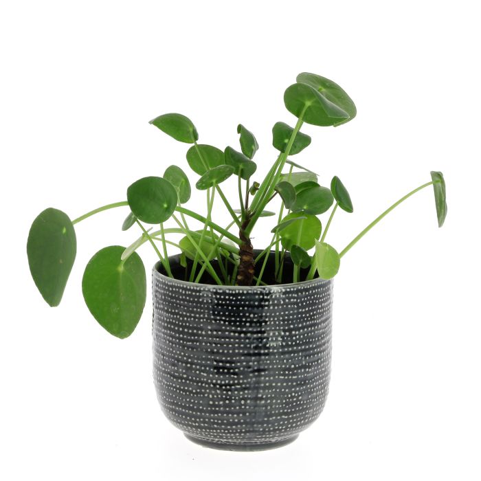 PILEA OCEAN